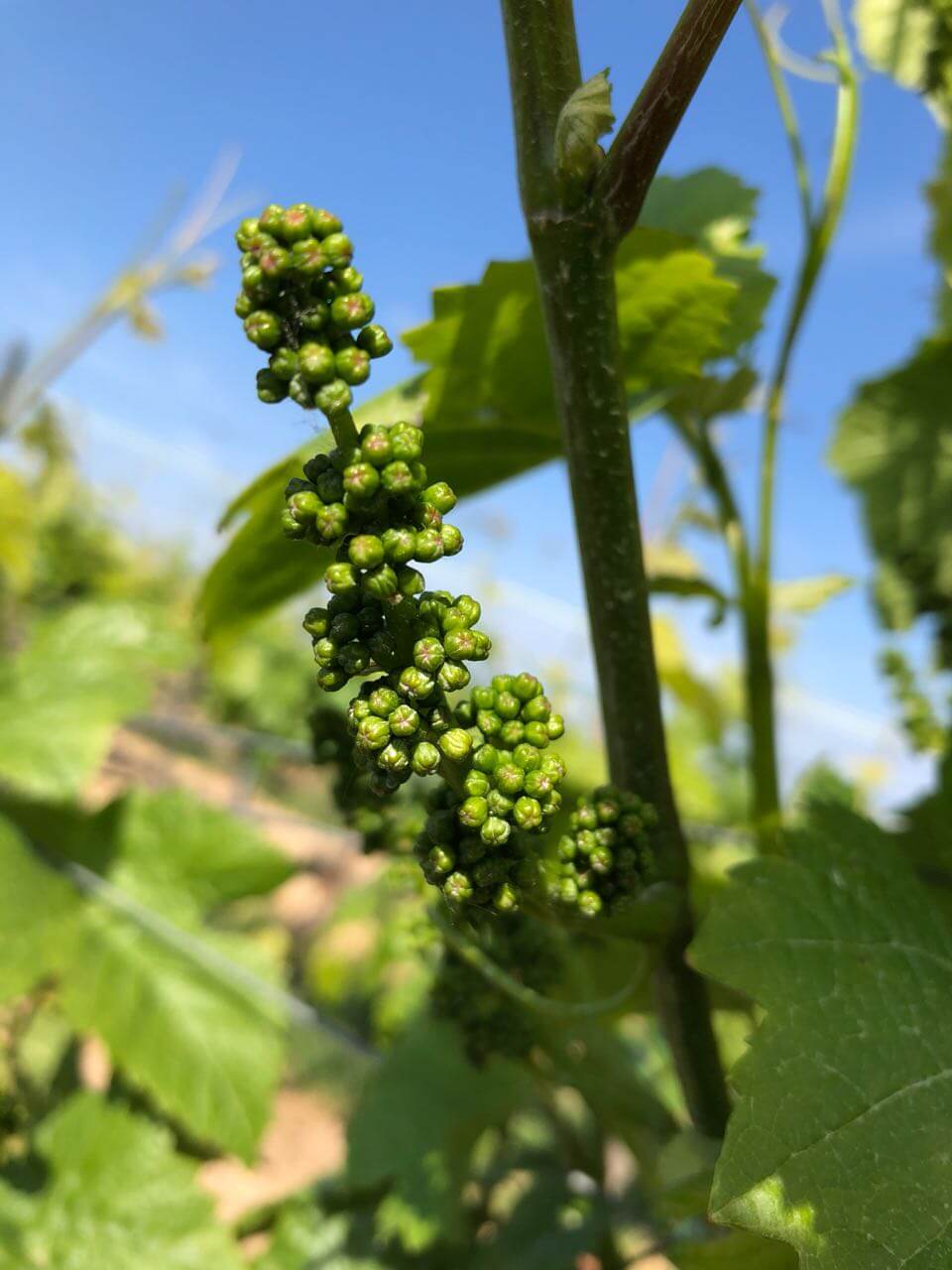 A Wine-tour In The Zellertal - Visiting The Winery Giessen