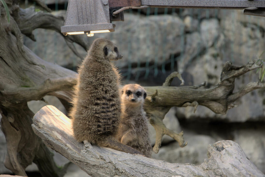 Opel-Zoo: Erdmännchen sind immer einen Besuch wert.