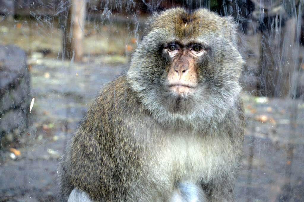 Opel-Zoo: Monkey